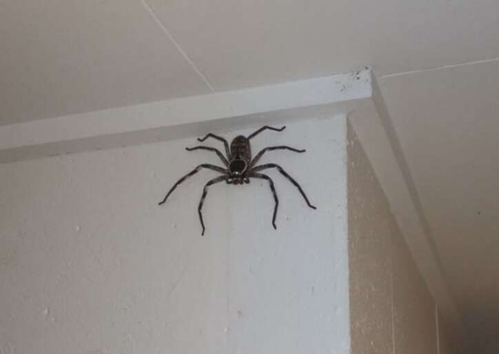 can huntsman spiders hurt dogs