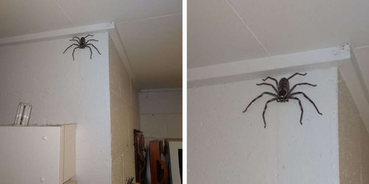 giant spider in living room