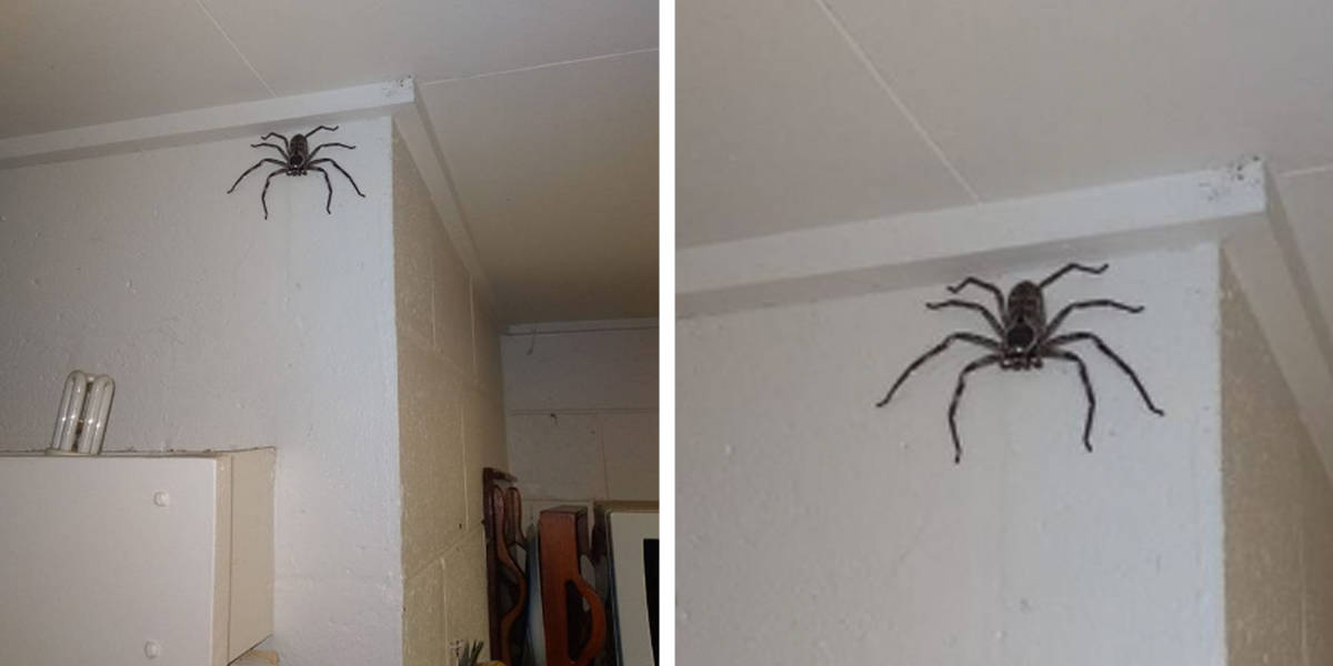 giant spider