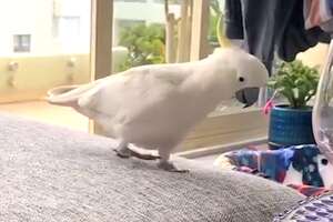 Wild Cockatoo And His Girlfriend Visit Their Favorite Person Every Day