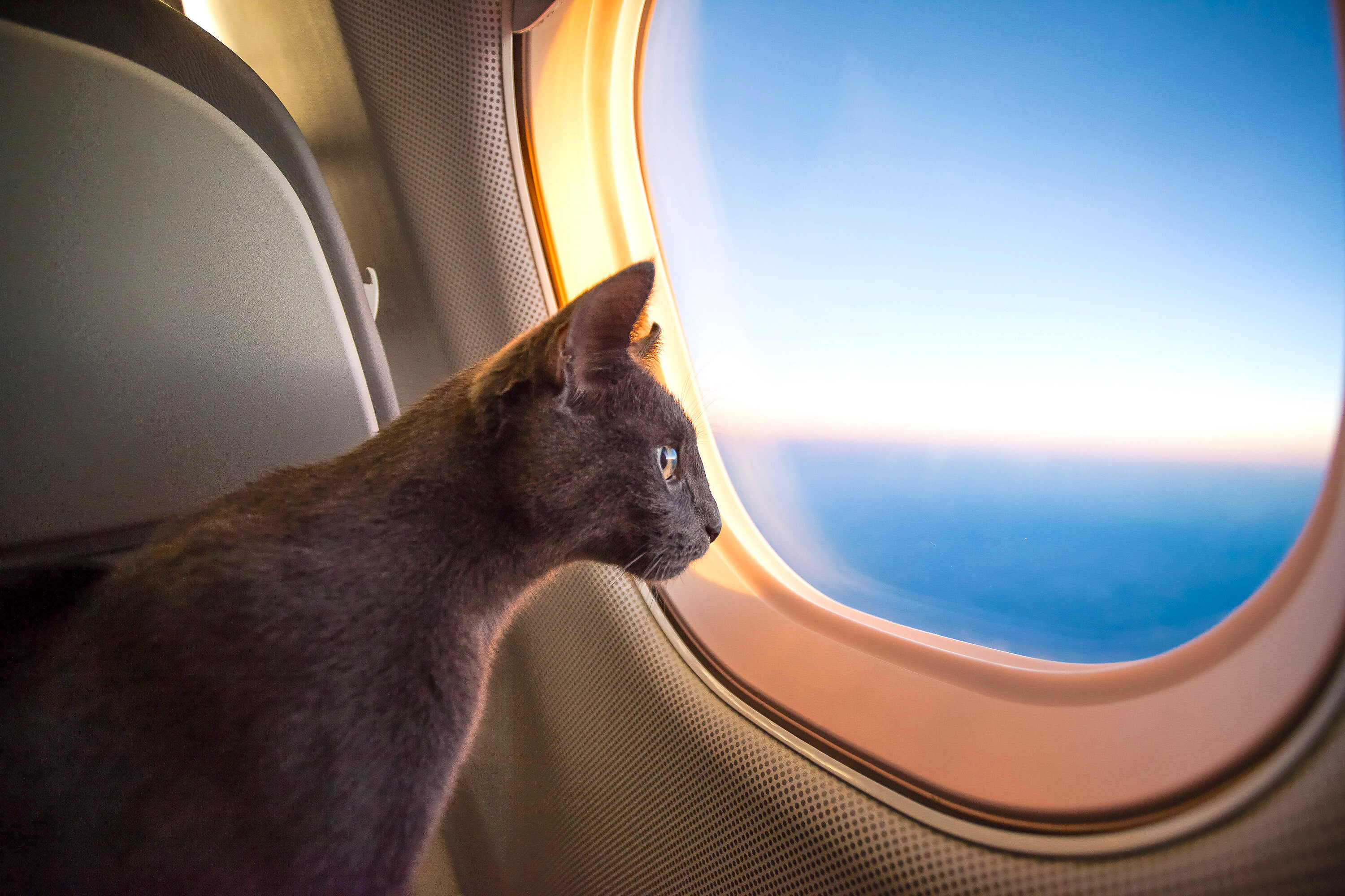 Emotional Support Animals Can Be Banned From Plane Cabins Now Thrillist