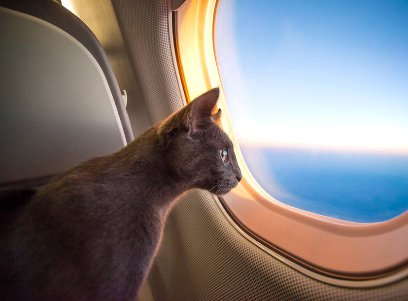 Emotional Support Animals Can Be Banned From Plane Cabins Now Thrillist