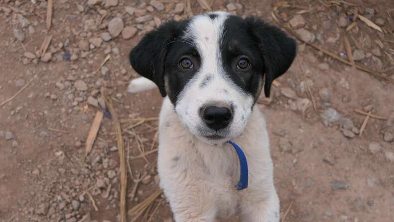 Stray puppy found on side of road in Greece