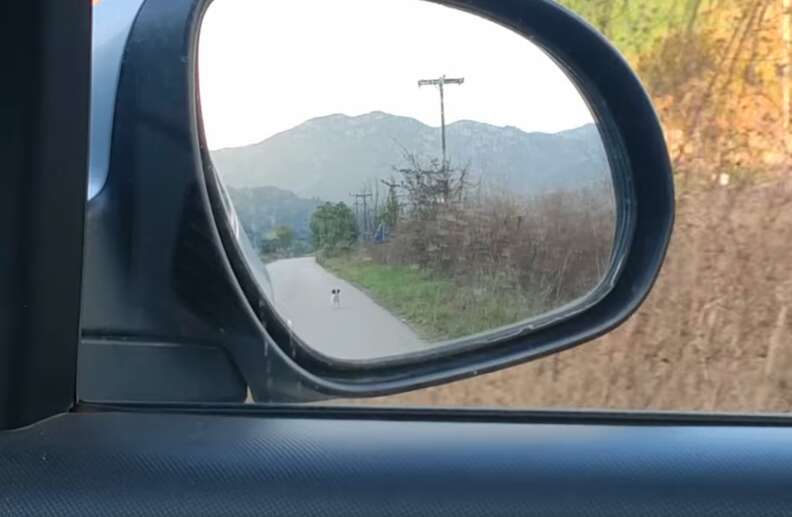 Stray puppy follows car