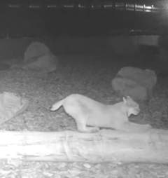 A bobcat crossing a highway overpass in Utah