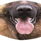 German Shepherd Mouth Face Mask