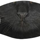 Black Cat Mouth Face Mask