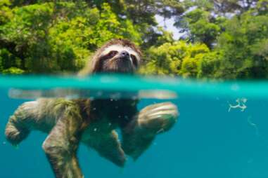planet earth ii