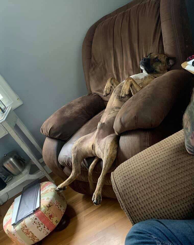 dog on chair