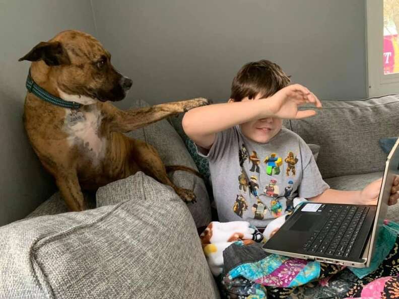 dog interrupts zoom school