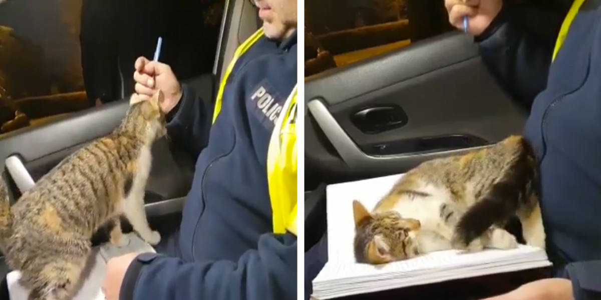 Scaredy cat jumps on police officer's shoulders and stays there