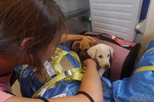 2 Puppies Found On Side Of Road Reunite Months Later