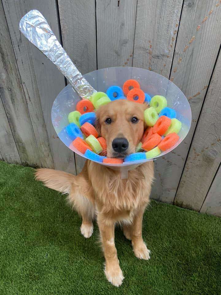 Decorated cone 2025 of shame