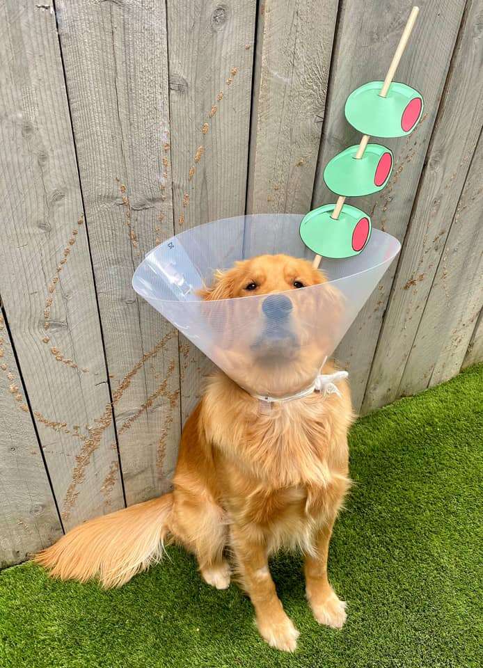 Dog cone designs best sale