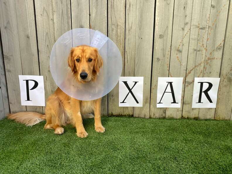 Dog s Mom Transforms His Cone Into Cute Designs The Dodo