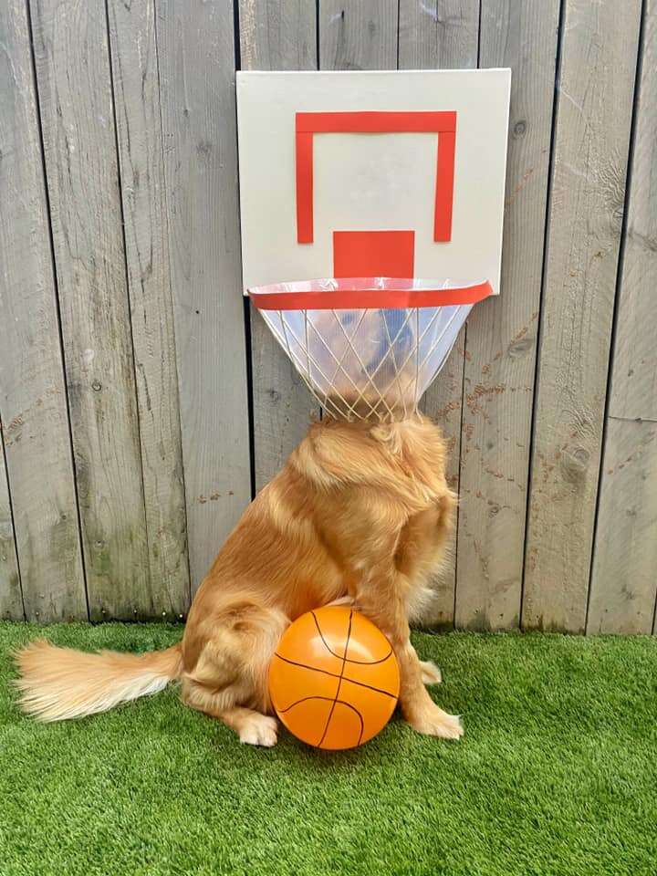 Creative shop dog cones