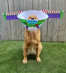 dog cone
