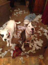 dogs destroy Christmas tree