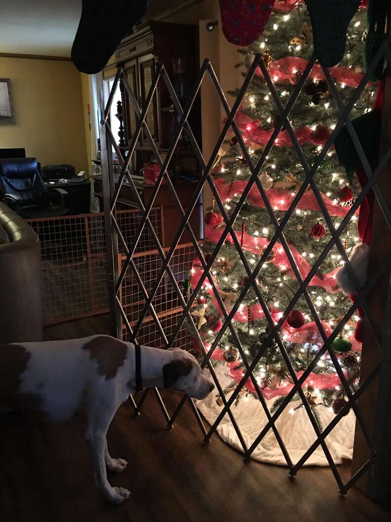 dog looks at Christmas tree