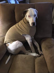 dogs in matching sweaters