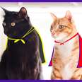 Cole And Marmalade Are Secret Supercats