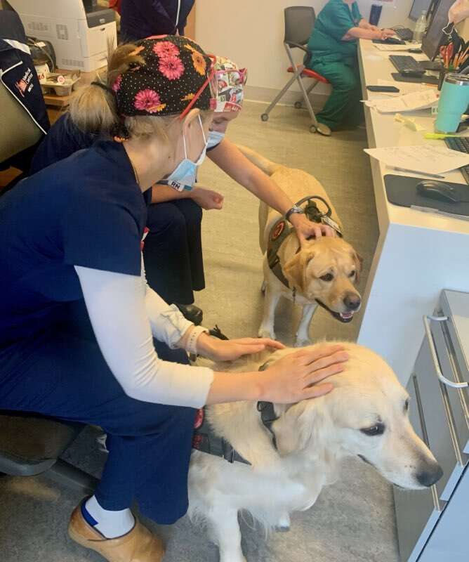 Therapy dogs comfort doctors and nurses