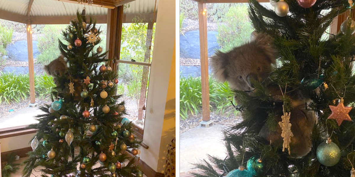 Family Is Shocked To Find A Koala Hanging Out In Their Christmas Tree - The Dodo