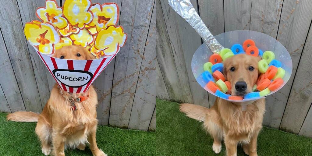 Dog with hot sale flower cone