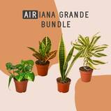 Airiana Grande Plant Bundle