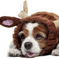 reindeer dog snood