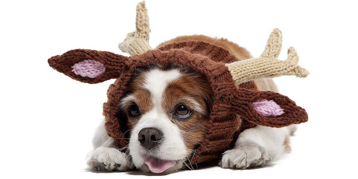 Dog dressed best sale as reindeer