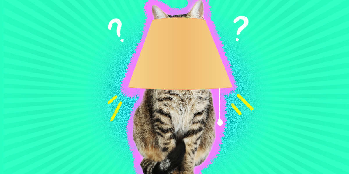 Why Does My Cat Have Weird Hiding Places? DodoWell The Dodo