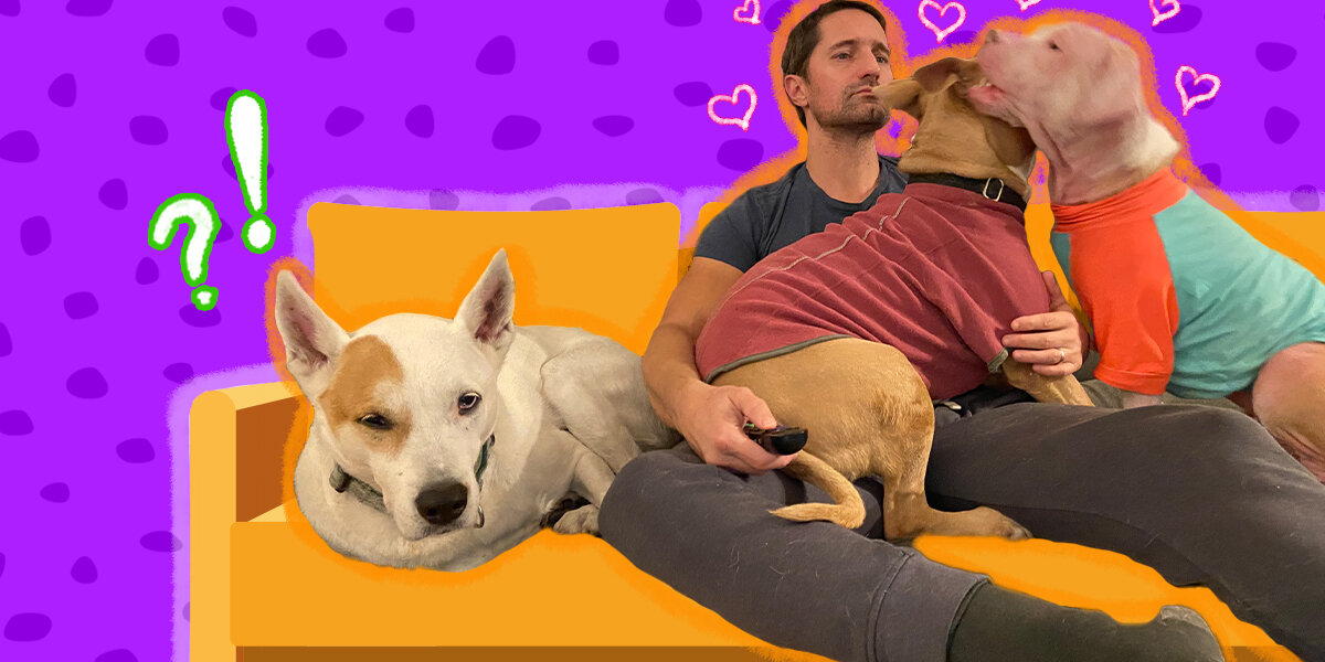 Why Dogs Are Possessive Of Their Owners DodoWell The Dodo
