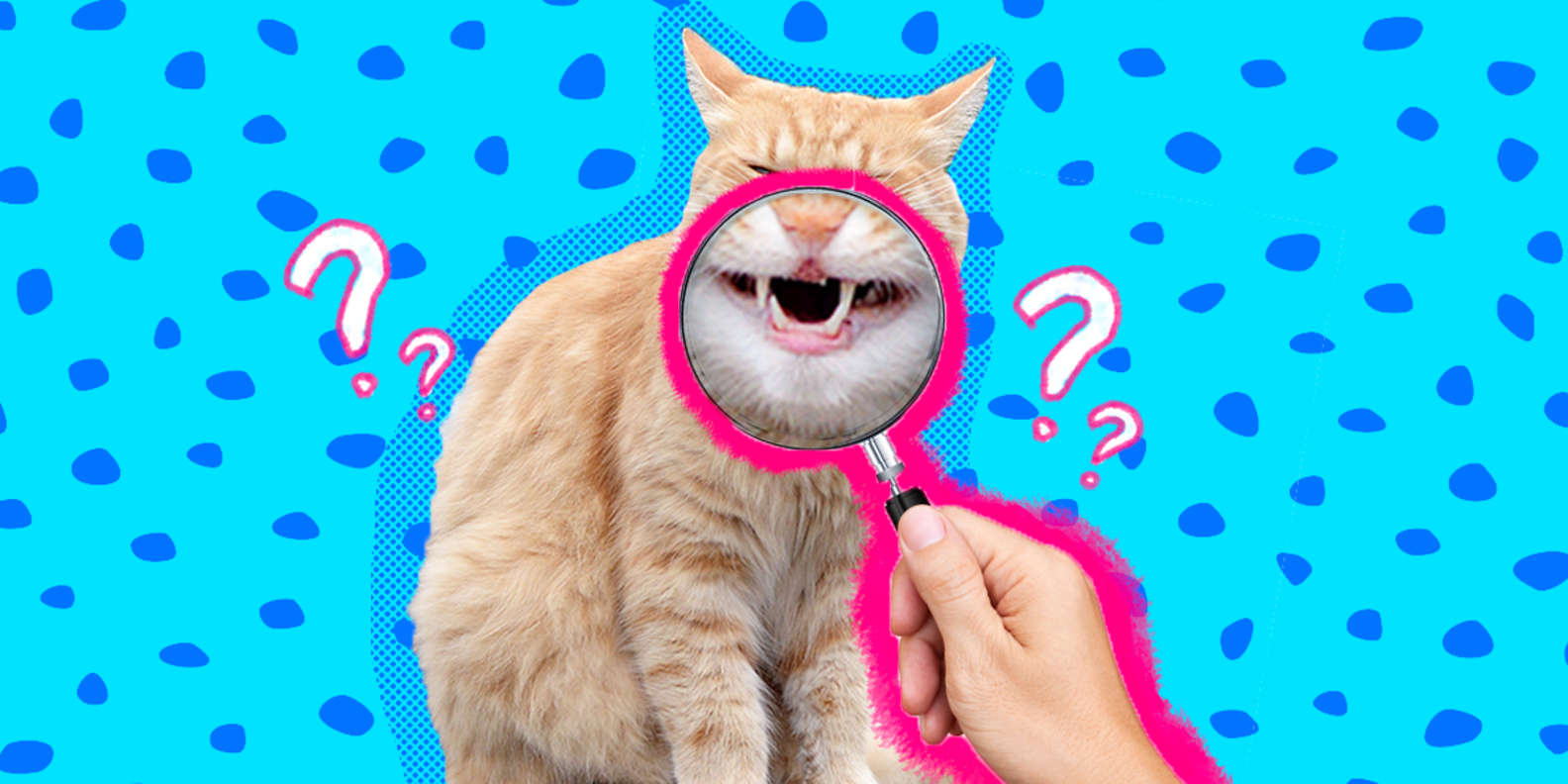 Does Your Cat Need Dental Work?