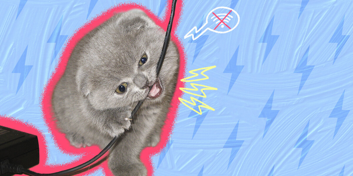 How to keep shop kitten from chewing cords