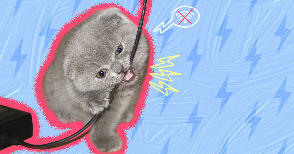 How to stop a outlet cat from chewing wires