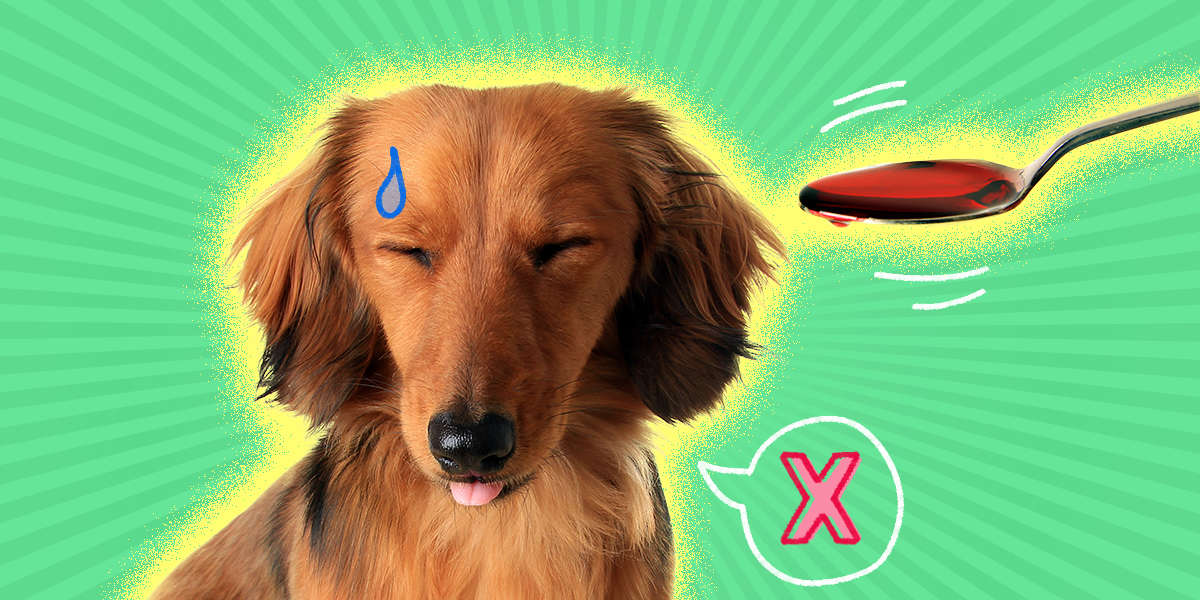 How To Give A Dog A Pill DodoWell The Dodo