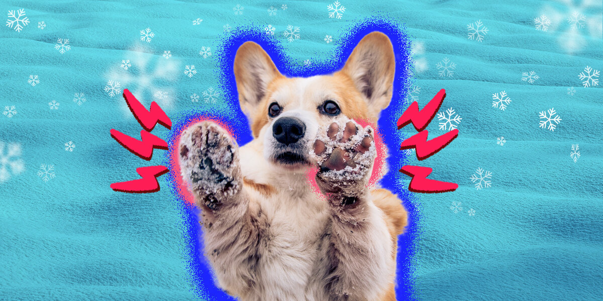 Cold Winter, Warm Paws: Winter Paw Protection Tips for Dogs