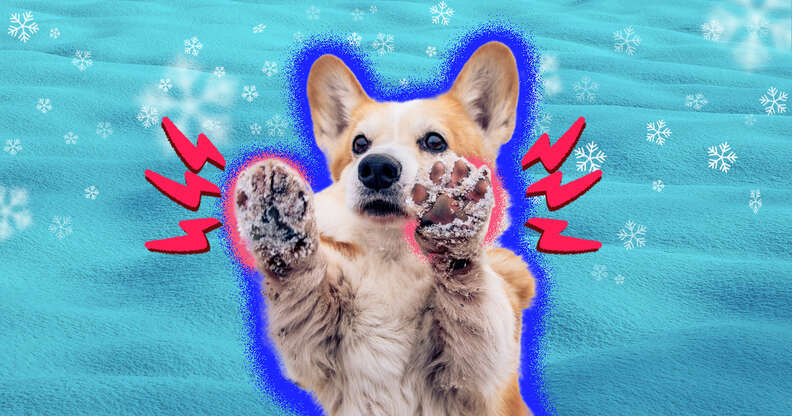 Dog Paw Protection For Snow And Cold Weather: The Best Advice From A Vet -  DodoWell - The Dodo