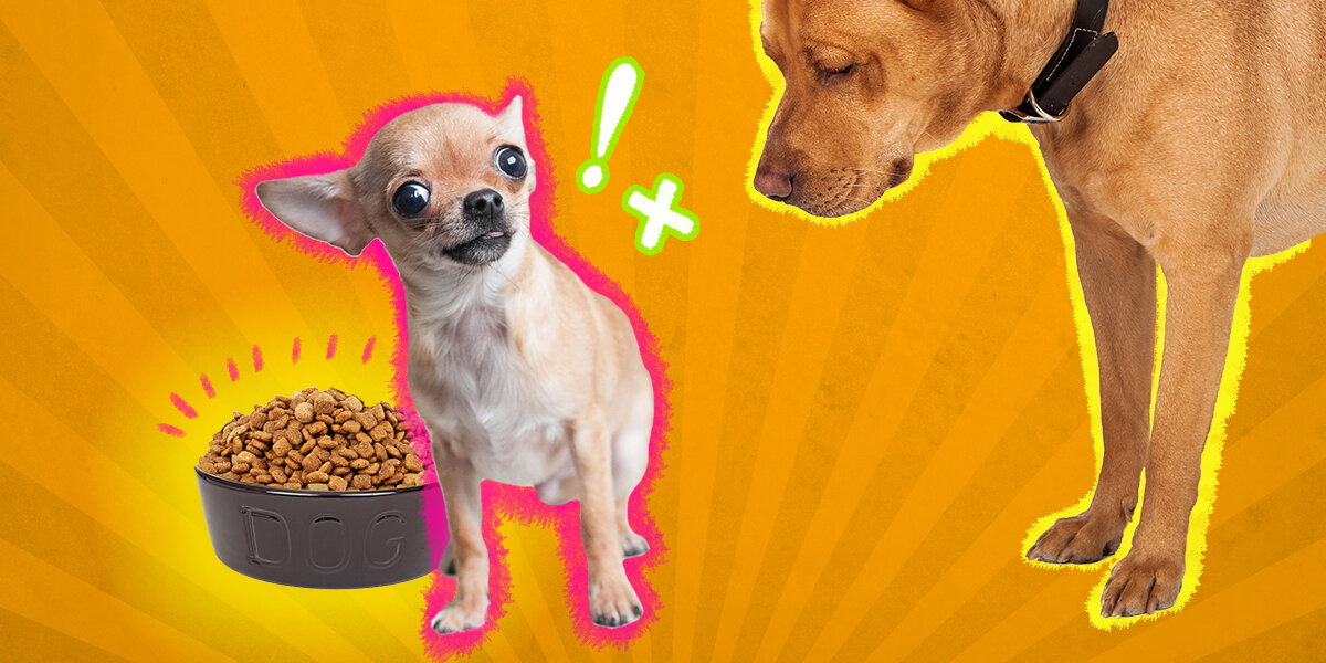 Aggressive Eating How To Help Dogs With Food Aggression - DodoWell - The Dodo