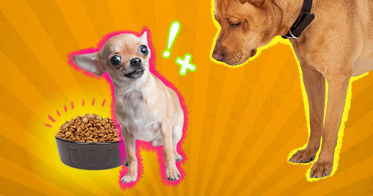 how to solve food aggression in dogs