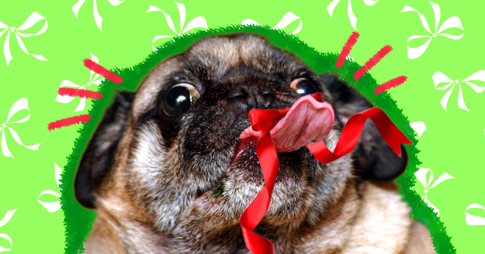 Dog Or Cat Ate Ribbon? Here’s Why It’s An Emergency - DodoWell - The Dodo