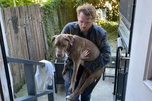 17-Year-Old Dog Wakes Her Foster Dad Up For Walks Every Morning