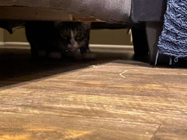 Cat hides in couch