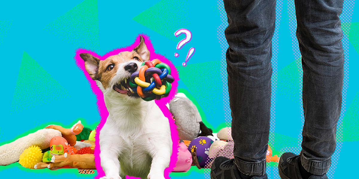 Why Does My Dog Bring Me Toys? DodoWell The Dodo