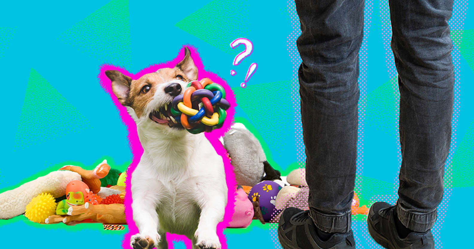 Why Does My Dog Bring Me Toys? - DodoWell - The Dodo
