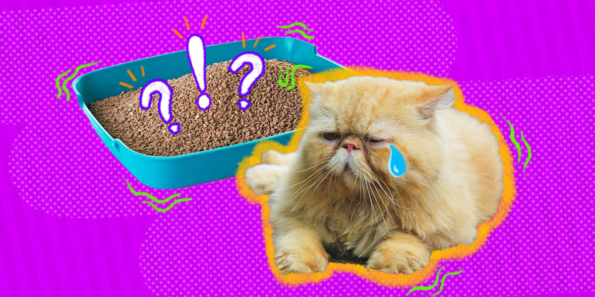 Why Is There Blood In My Cat's Urine? DodoWell The Dodo