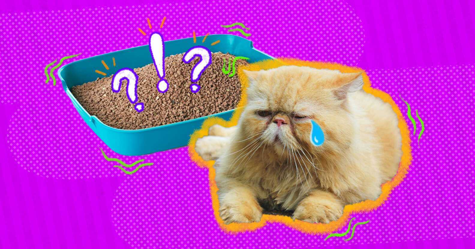 Why Is There Blood In My Cat's Urine? - DodoWell - The Dodo