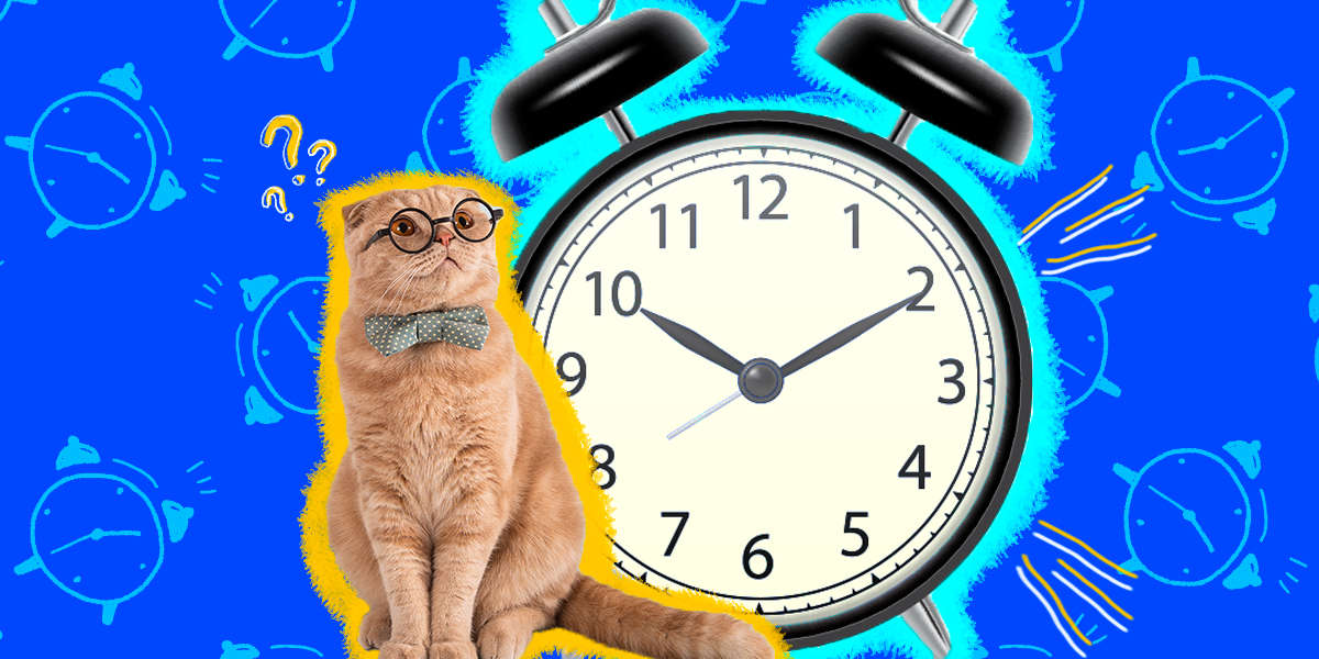 Can Cats Tell Time? DodoWell The Dodo