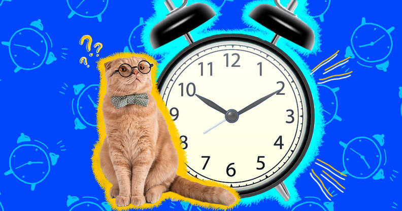 can cats tell time